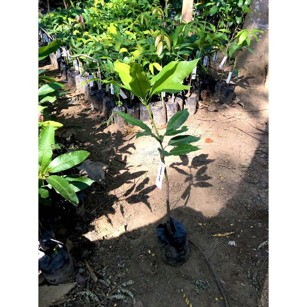 bibit mangga manalagi okulasi cepat berbuah