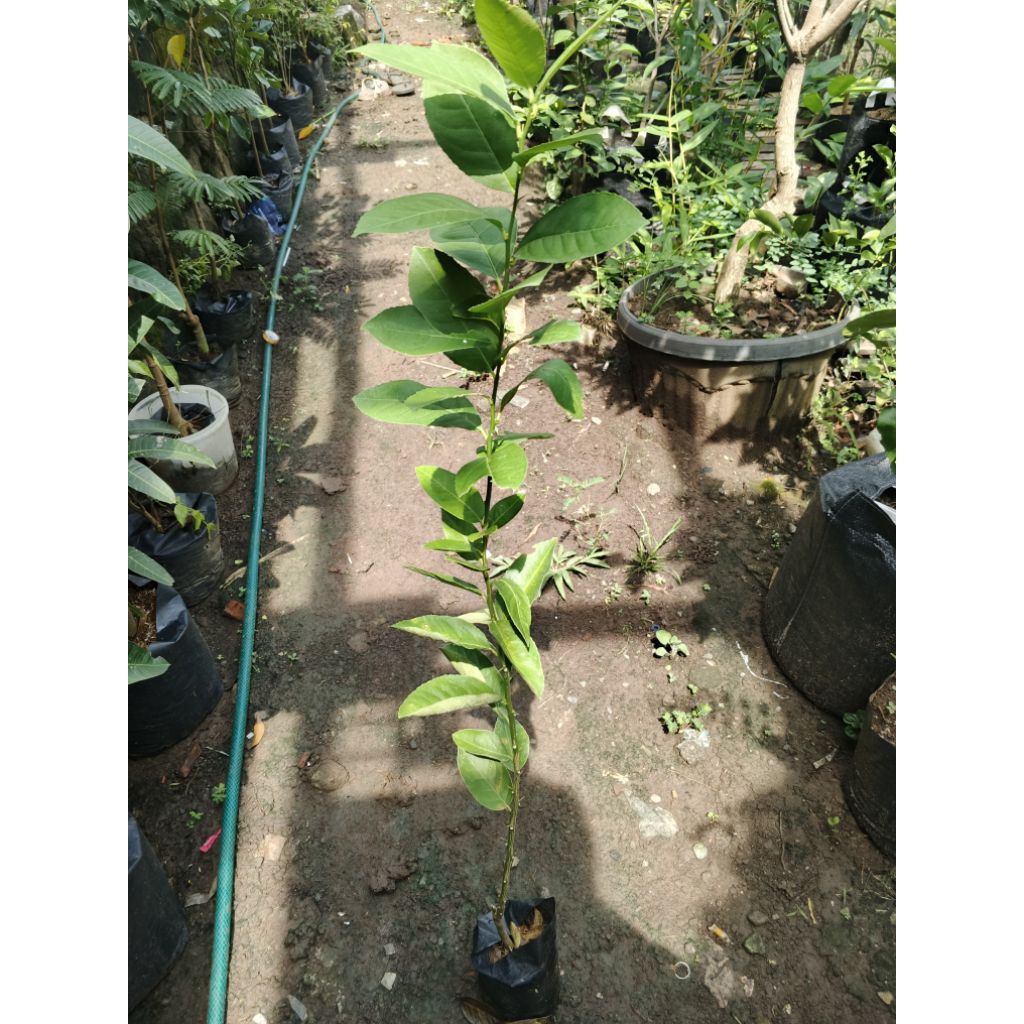 bibit jeruk lemon California