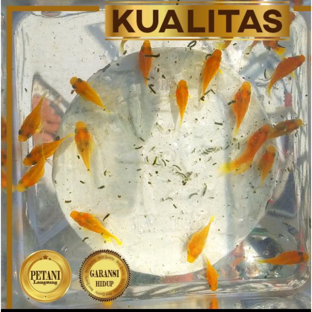 Molly Sunkist Balon Size M Ikan Hias Aquascape Hiasan Aquarium Tanaman Air