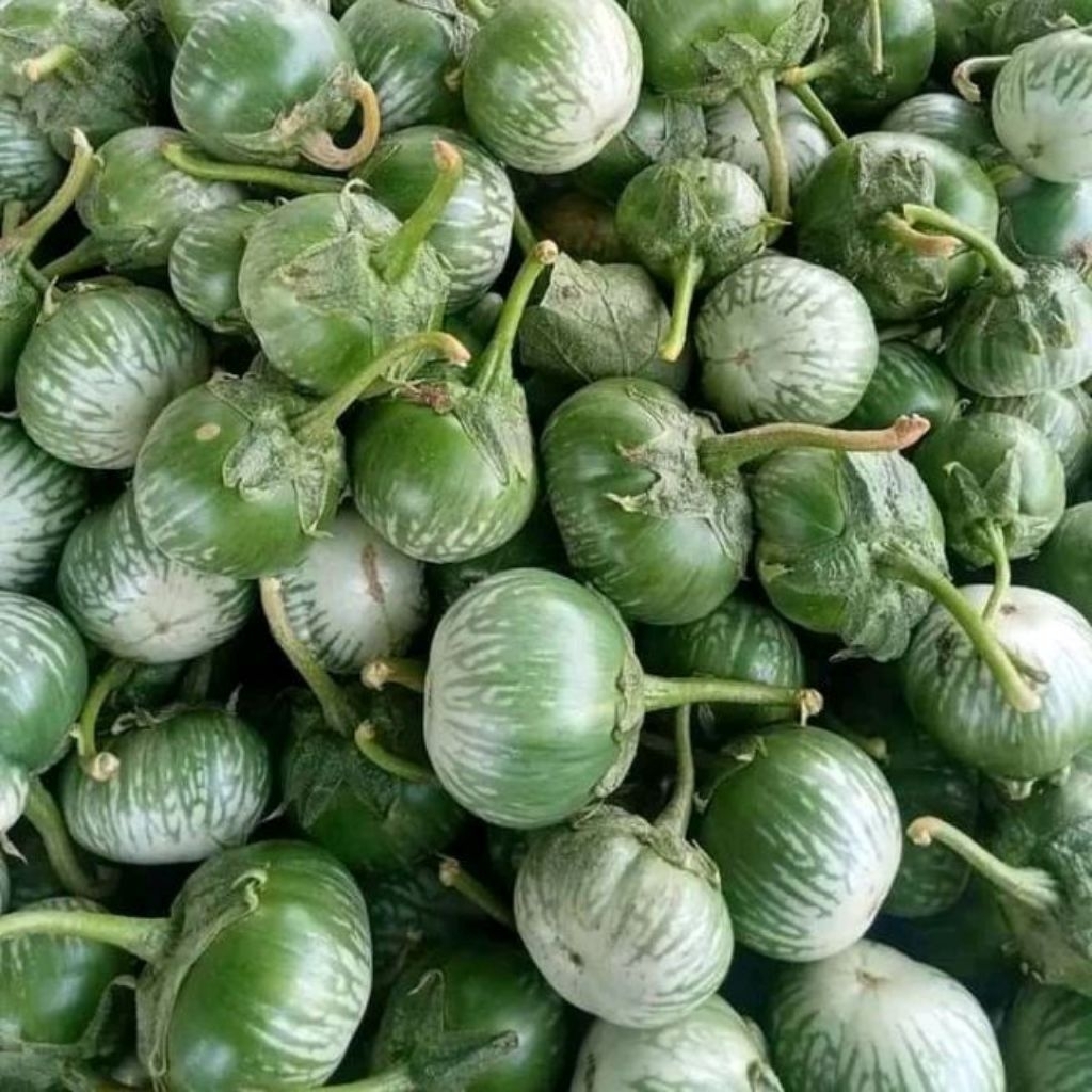 terong lalap 1kg
