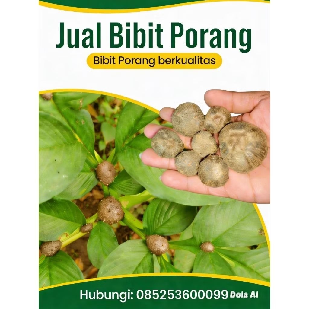 katak porang 100% dorman, isi campur/rut per(1KG) benih porang bibit spora umbi katak mini