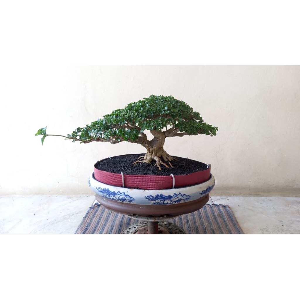 bonsai sancang small top