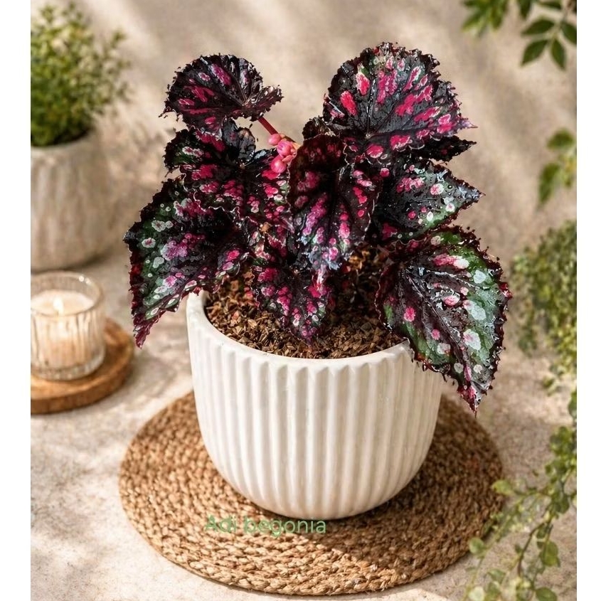 begonia red absolut tanaman hias daun unik begonia