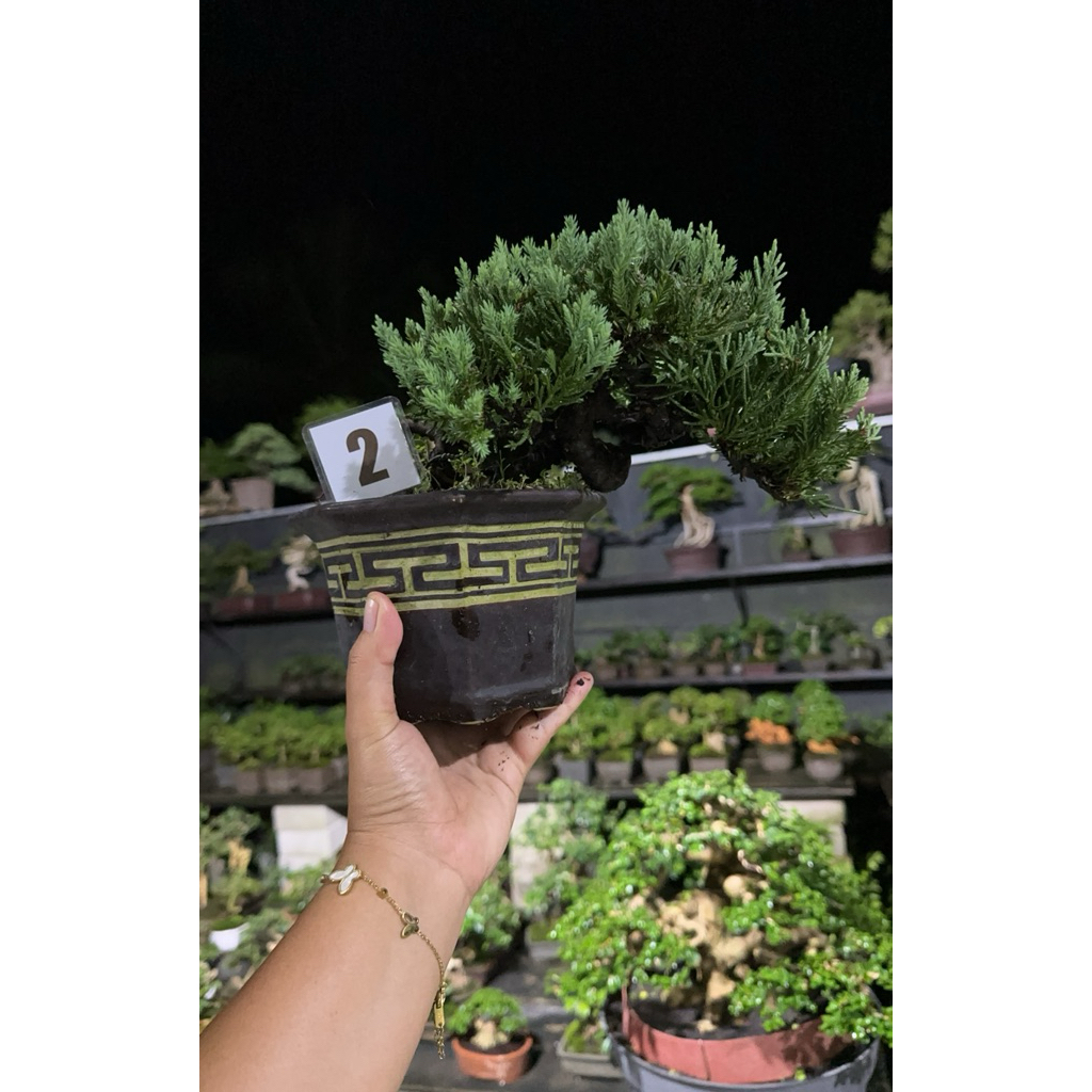 cemara blue sinensis