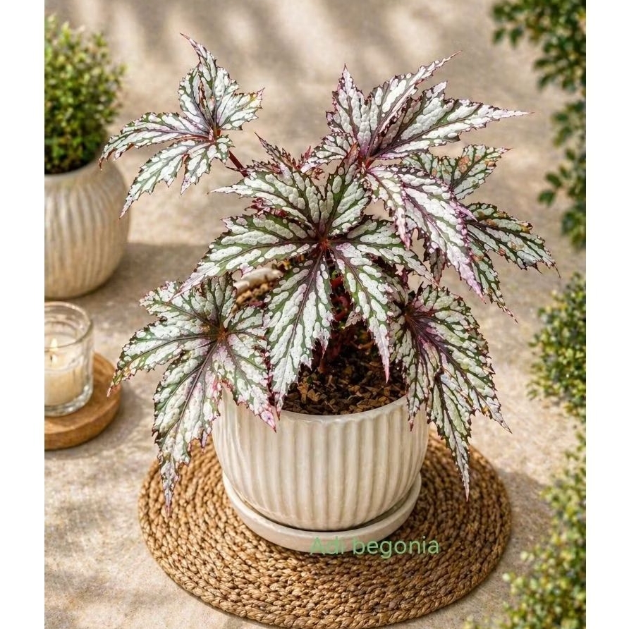 begonia jari silver tanaman hias daun begonia rasta daun unik