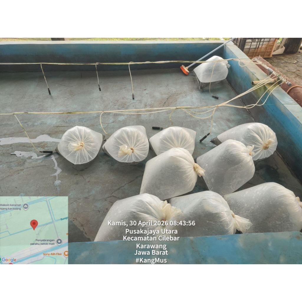 larva ikan lele