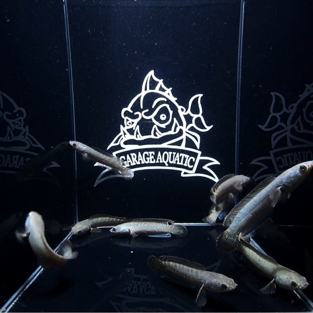 (INSTANT) CHANNA BLUE BENGAL IKAN HIAS PREDATOR AQUARIUM