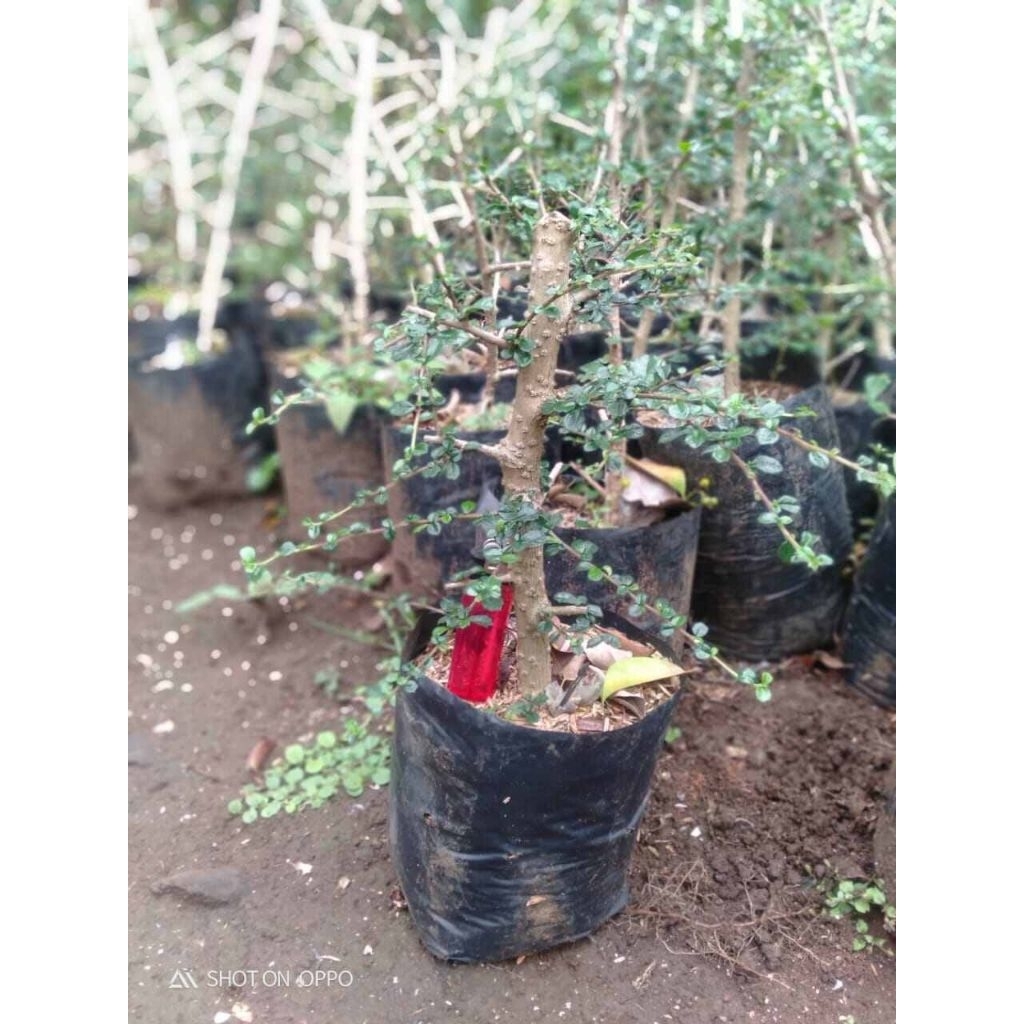 Bahan bonsai hokiantea mikro ukuran jempol