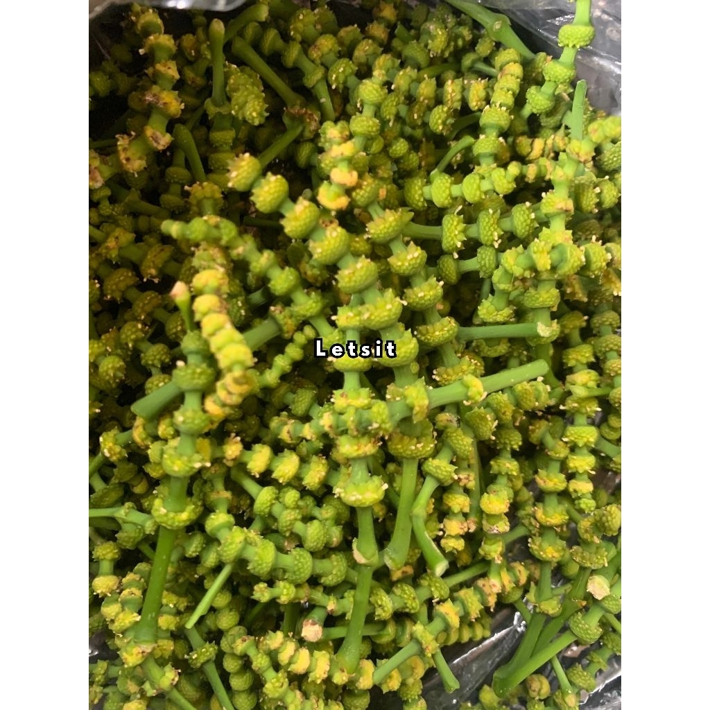 50 gram uceng melinjo bunga melinjo tangkil segar
