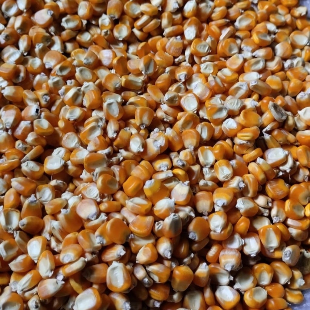 JAGUNG PIPIL KERING 1KG