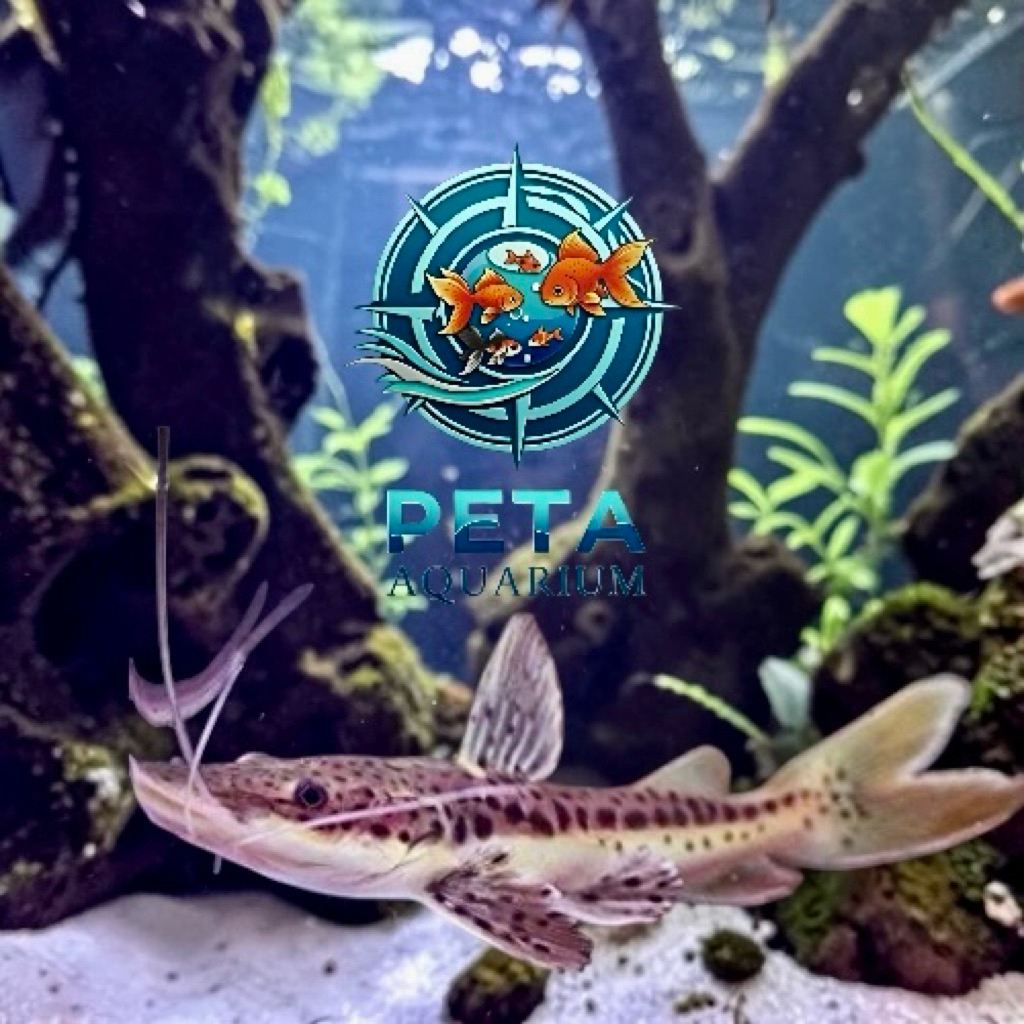 INSTANT TIGER SHOVELNOSE CATFISH 4-5 inches