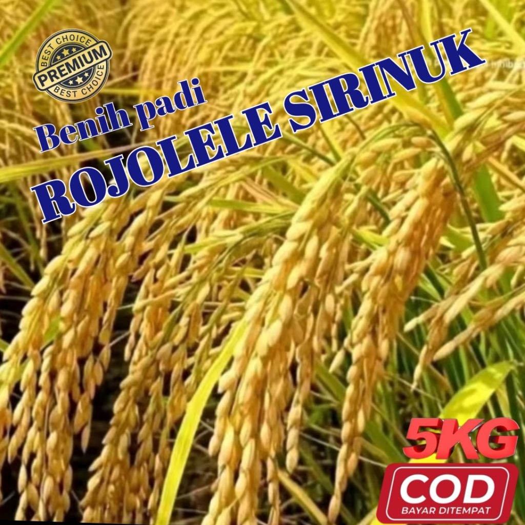 BENIH PADI ROJOLELE SIRINUK PREMIUM ORIGINAL KEMASAN 5KG