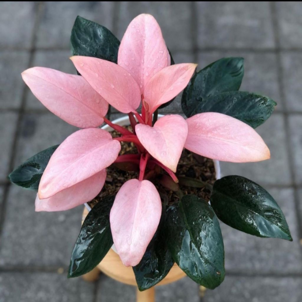 Tanaman hias Philodendron Pink Congo - Bibit philodendron pink Congo Murah (Bisa COD)