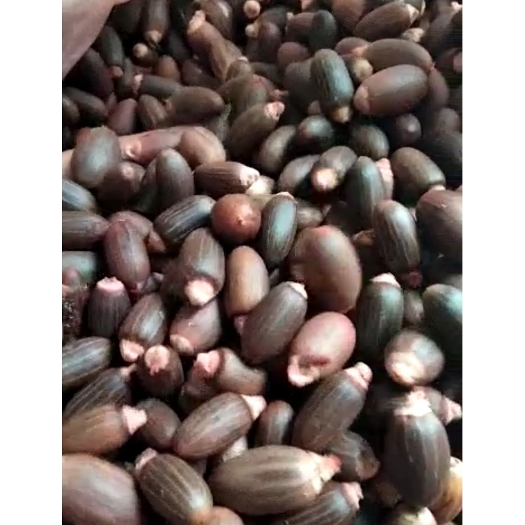 BIJI BUAH MELINJO | BIJI MELINJO KUPAS (1KG)