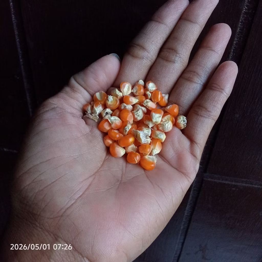 (1 Kg) Jagung Pipil Kecil Pakan Merpati Jagung Unyil Kering