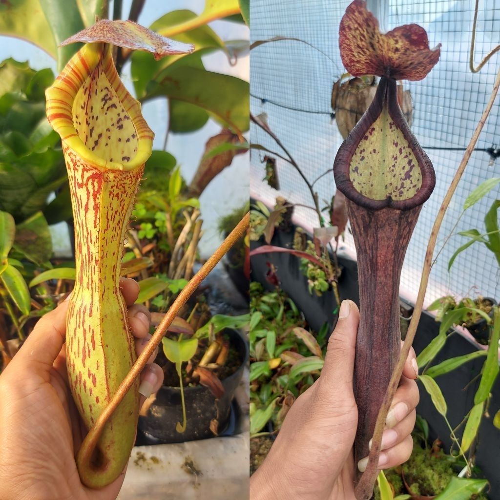 Kantong Semar Nepenthes Hybrid (Boschiana x Clipeata) x (Glandulifera x Boschiana)