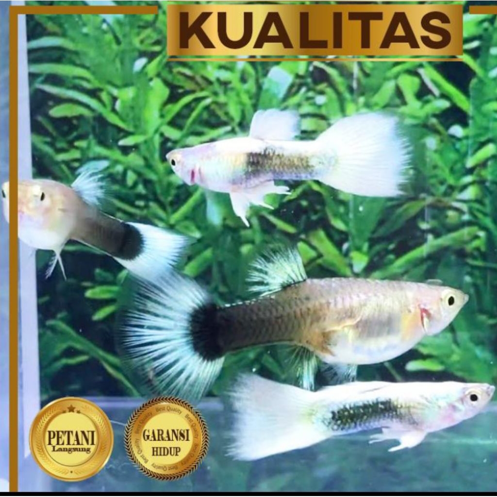 Guppy HB White Betina