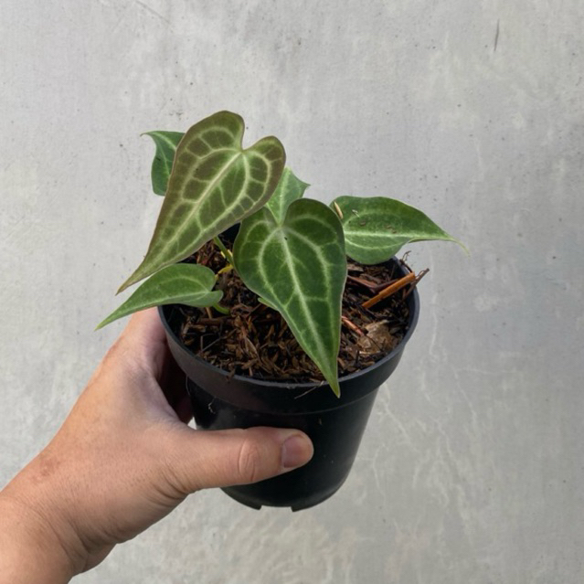 Tanaman Hias Anthurium King Clarinervium / Kuping Gajah Clarinervium King Sulanjana