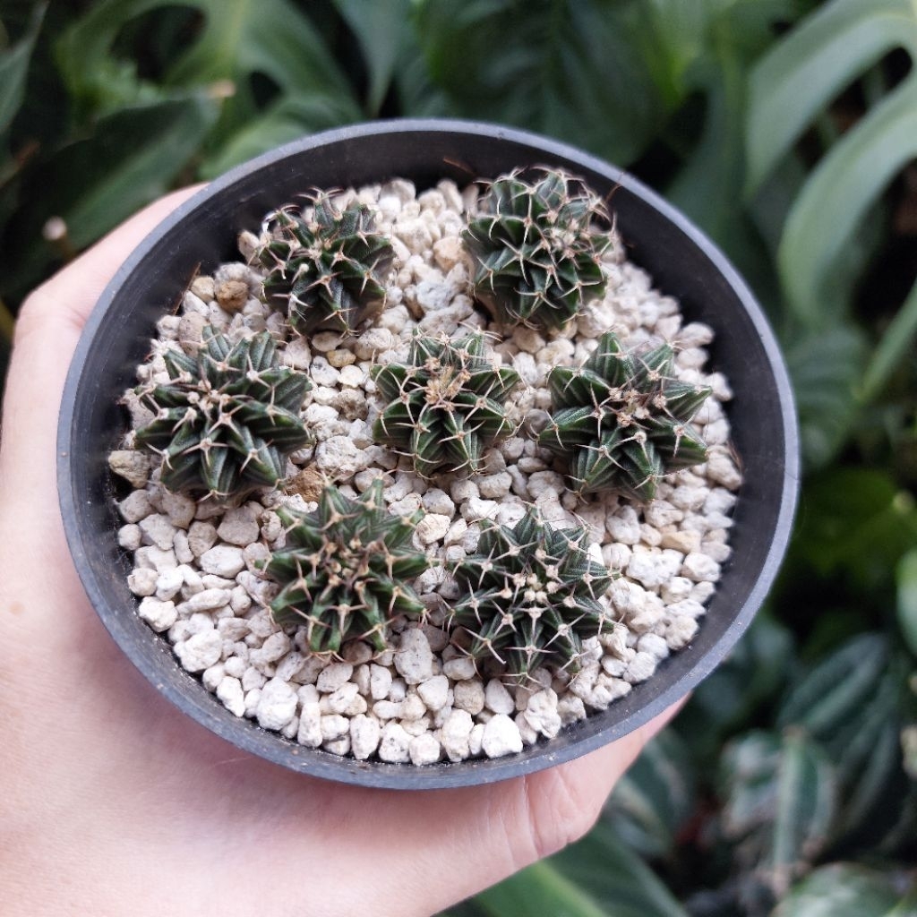 Kaktus Cantik Bibit Gymno Gymnocalycium Vos Baby Sepot isi Banyak random