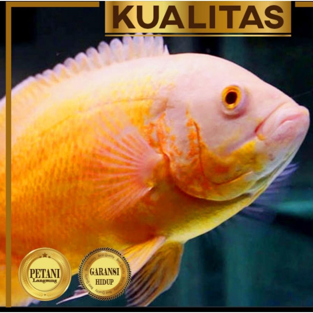 Oscar Paris Albino Ikan Hias Predator