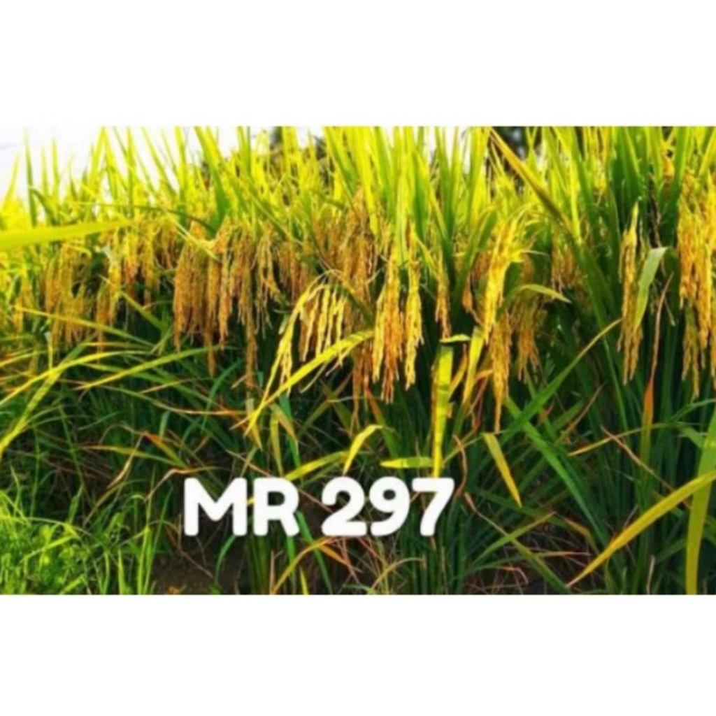 Benih padi anti burung & tikus padi MR 297