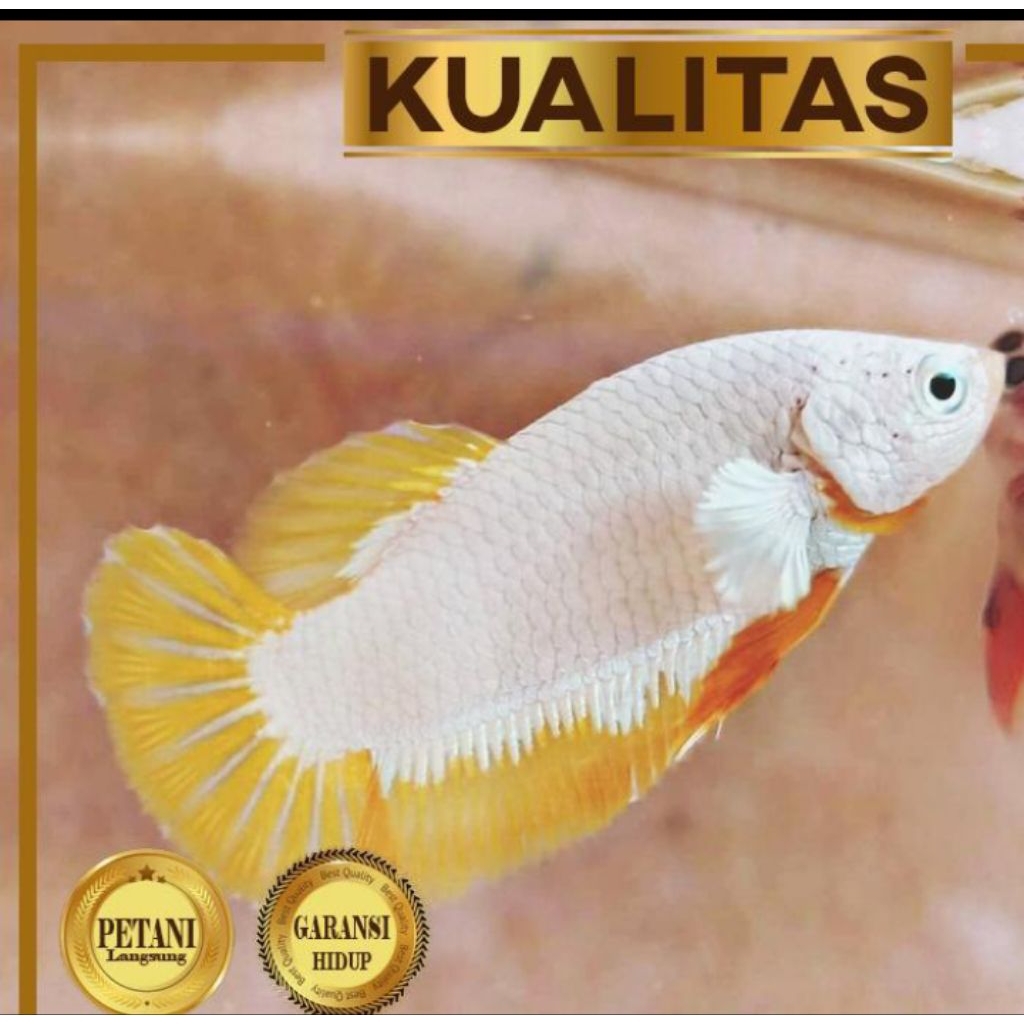 Cupang Betina Yellow Dragon Ikan Hias Aquascape Hiasan Aquarium