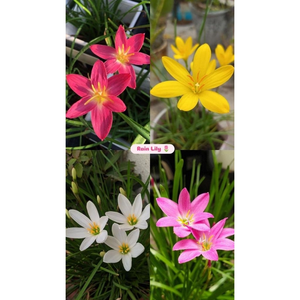 4 Tanaman Hias Lili Hujan Lily Rain - Paket Hemat 4 Varian Warna Lili Hujan