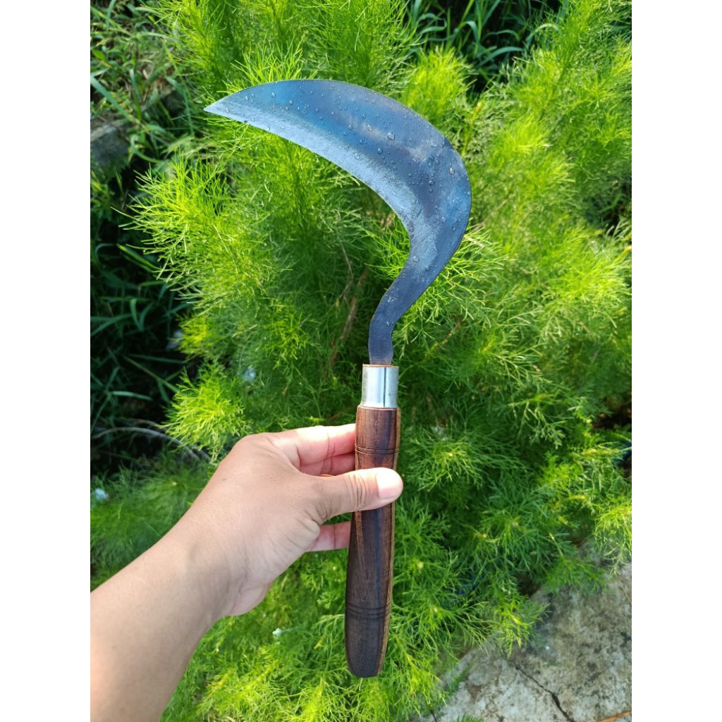 Sabit padi dan rumput tanpa asah