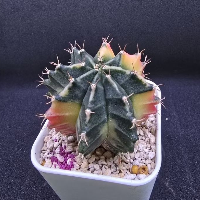Kaktus Gymno Variegata (Gymnocalycium mihanovichii)