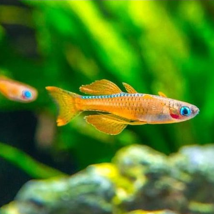 Ikan Hias Pseudomugil Paskai / Pseudomugil Luminatus / Blue Eye Rainbowfish / Ikan Hias Aquscape / I