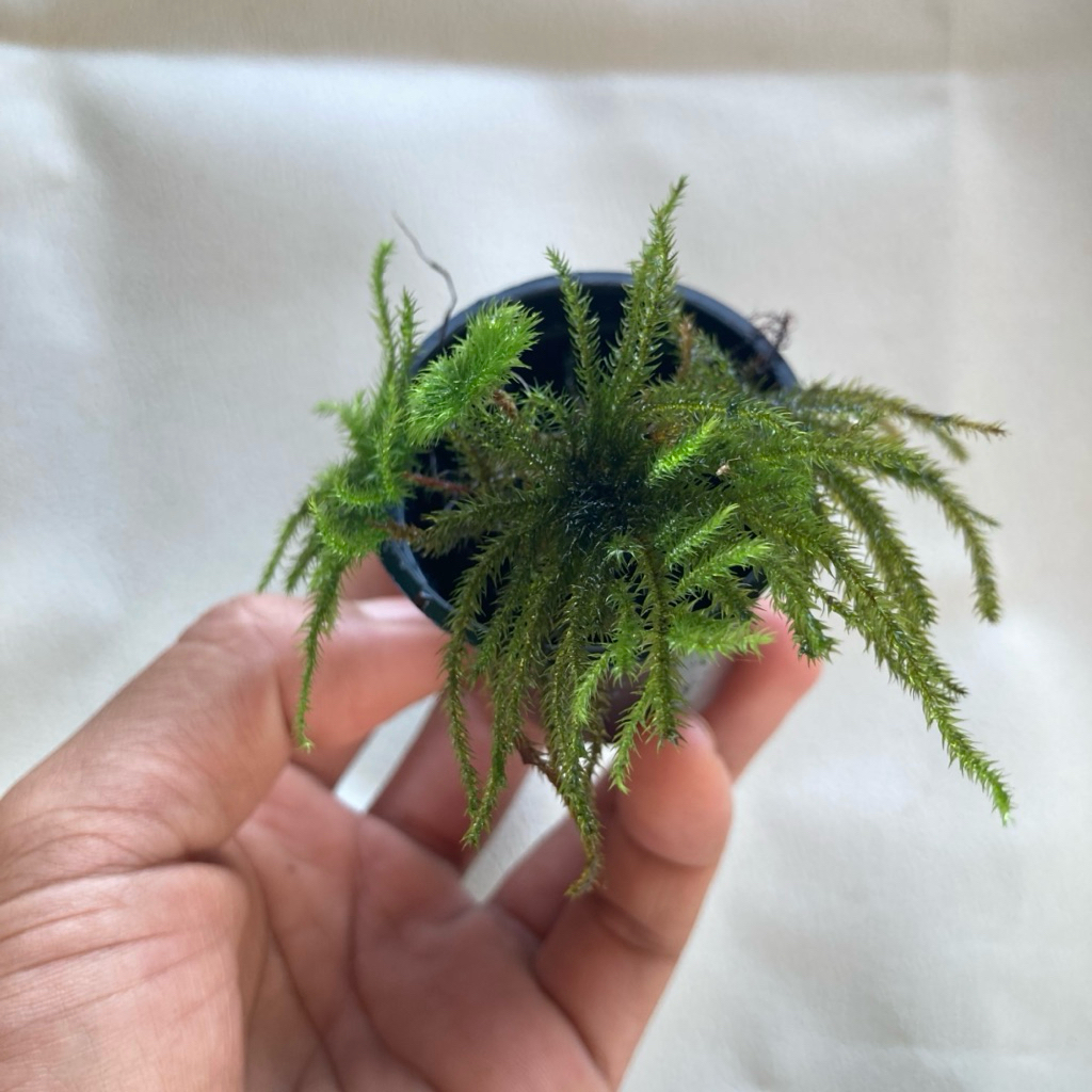 Hypnodendron Comoaum / Palm Moss ( lumut palm ) / Terrarium / Lumut / umbrella moss