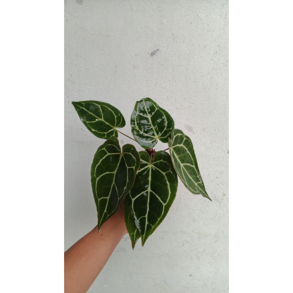 Tanaman hias kuping gajah daun besar / tanaman hias kuping gajah