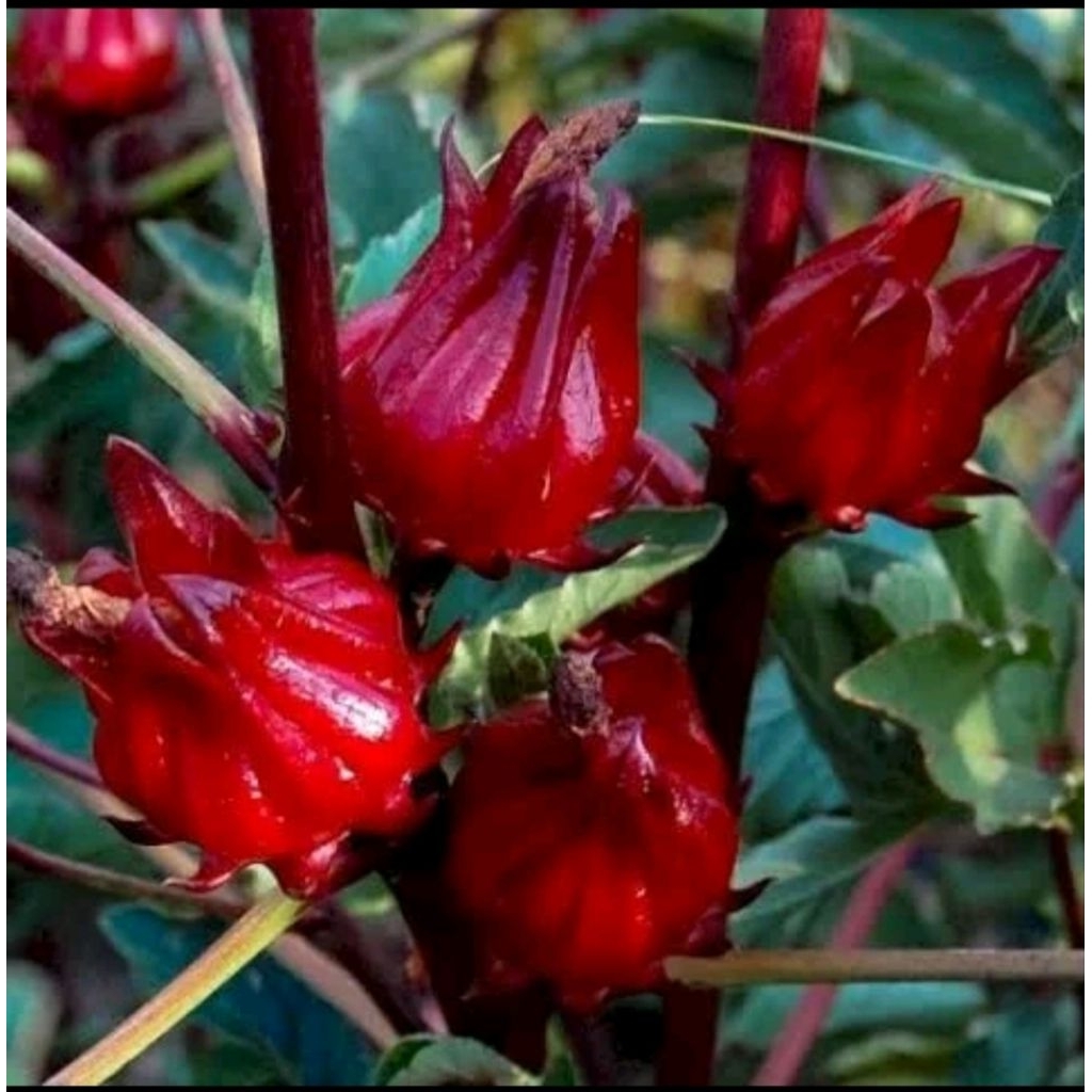 Bibit | Tanaman Rosella Sudah Berbunga | Bunga Teh Rosella