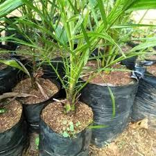 Bibit Kurma Ajwa BERBUAH cepat