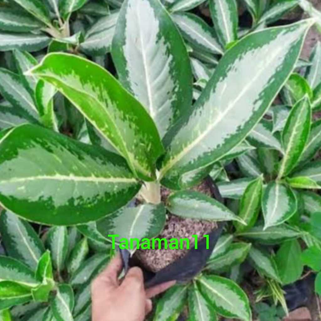 Tanaman aglonema difen silver aglonema PLUS POT