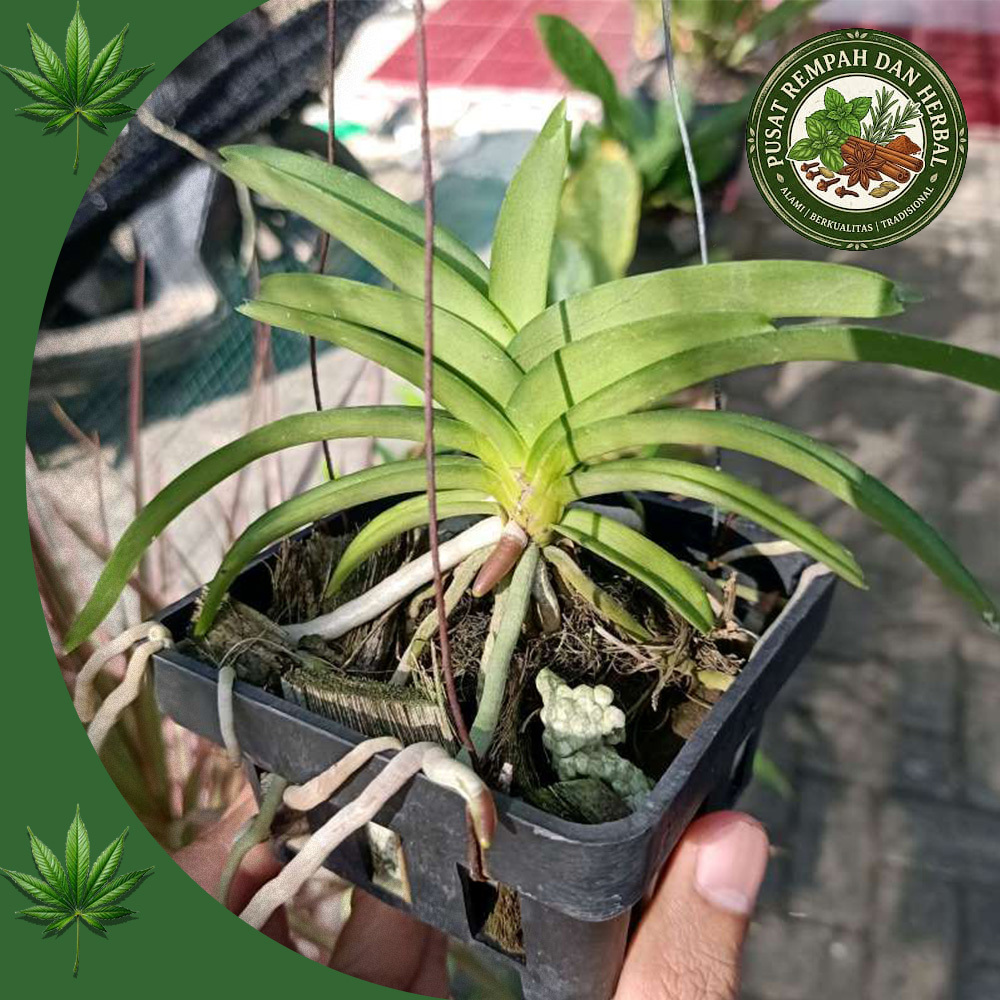 Promo Anggrek Vanda Perplexa Dewasa Siap Berbunga