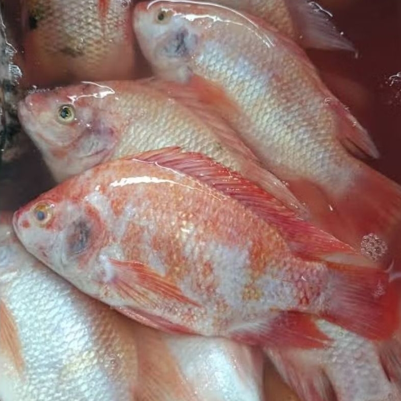 IKAN NILA MERAH FRESH HIDUP BUKAN FROZEN 1KG