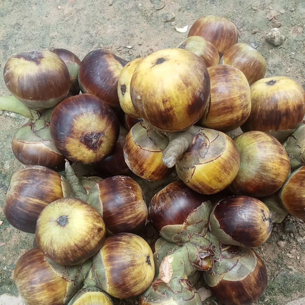 Siwalan muda segar