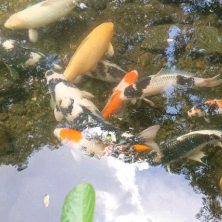 Bibit Koi Blitar mix, Shiro, Kohaku, Sanke, Showa, Koi Slayer, Karasi, Benigoi, chagoi, dll