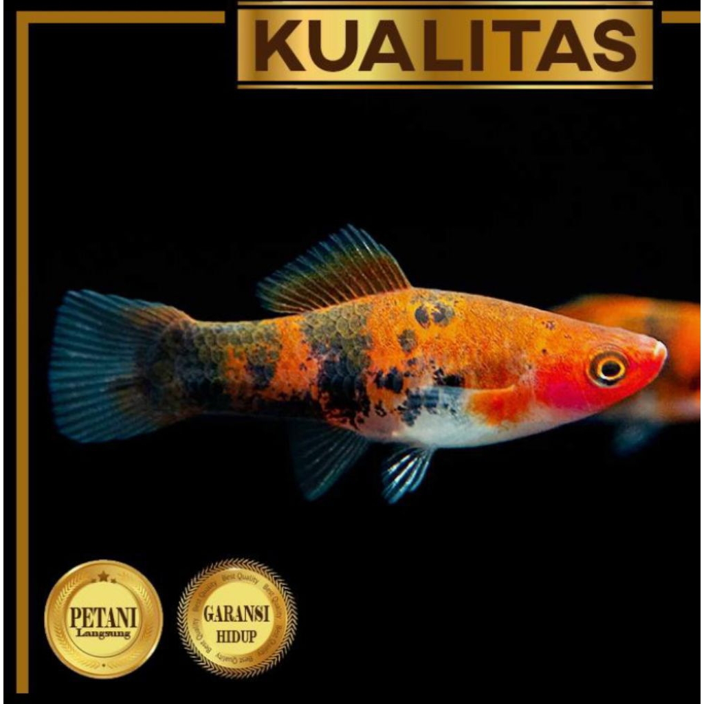 Platy Sanke Ikan Hias Aquarium Aquascape