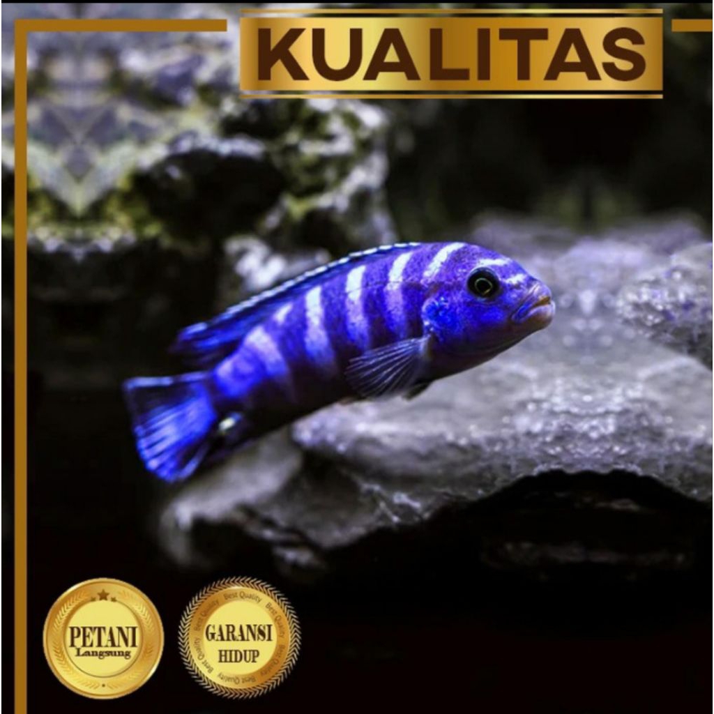 10 Ekor Cichlid Demasoni Blue Ikan Hias