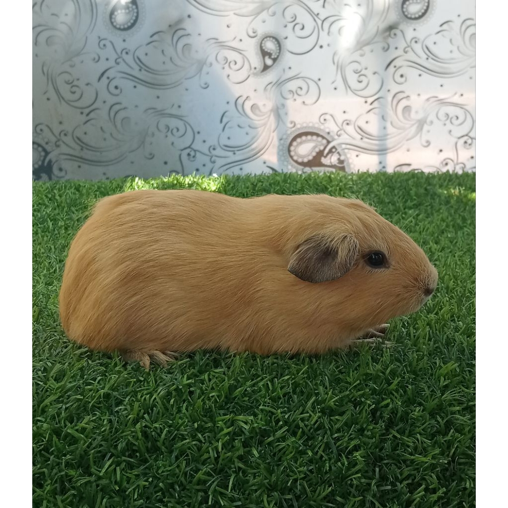 GUINEA PIG MARMUT HIAS SEMARANG