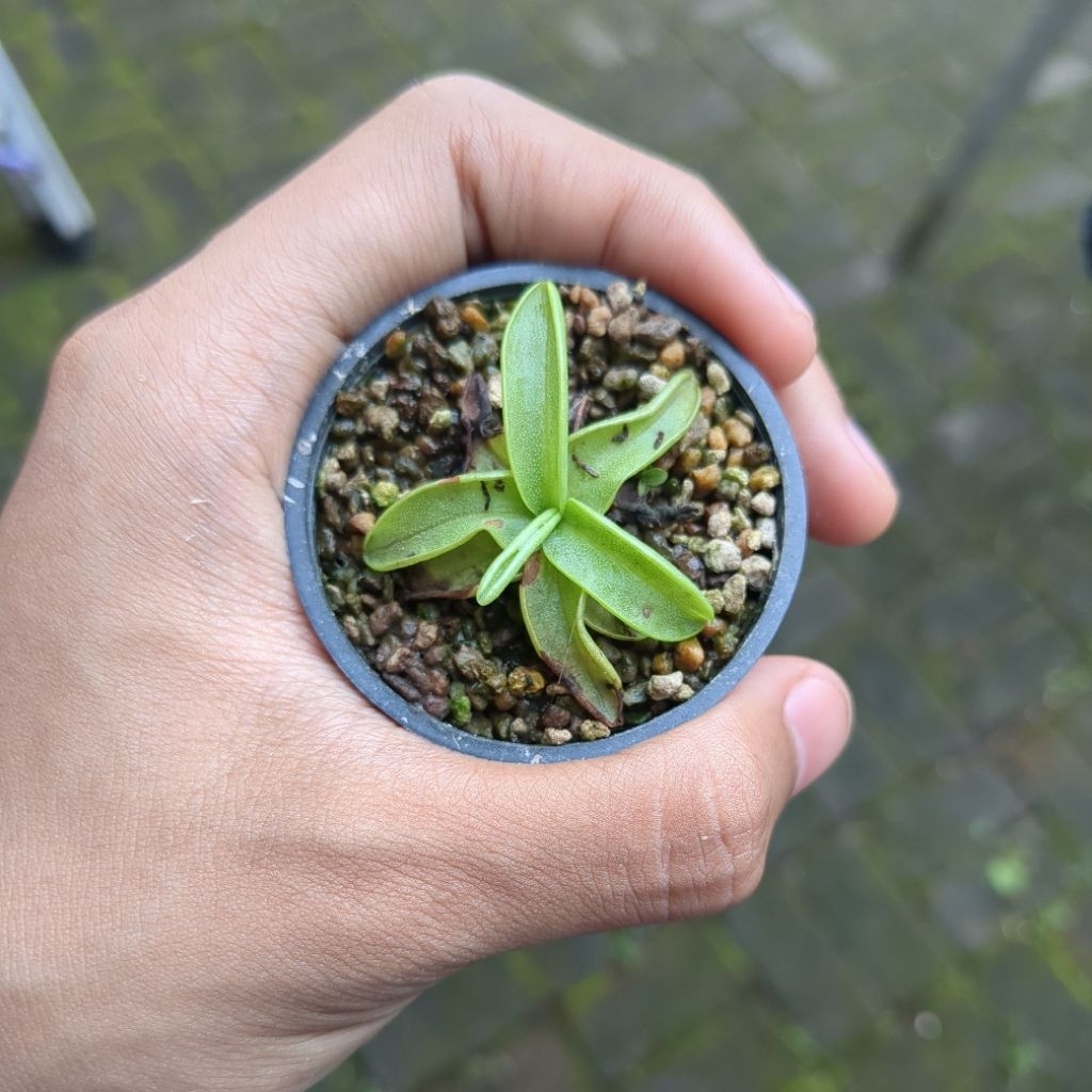 Pinguicula Primuliflora