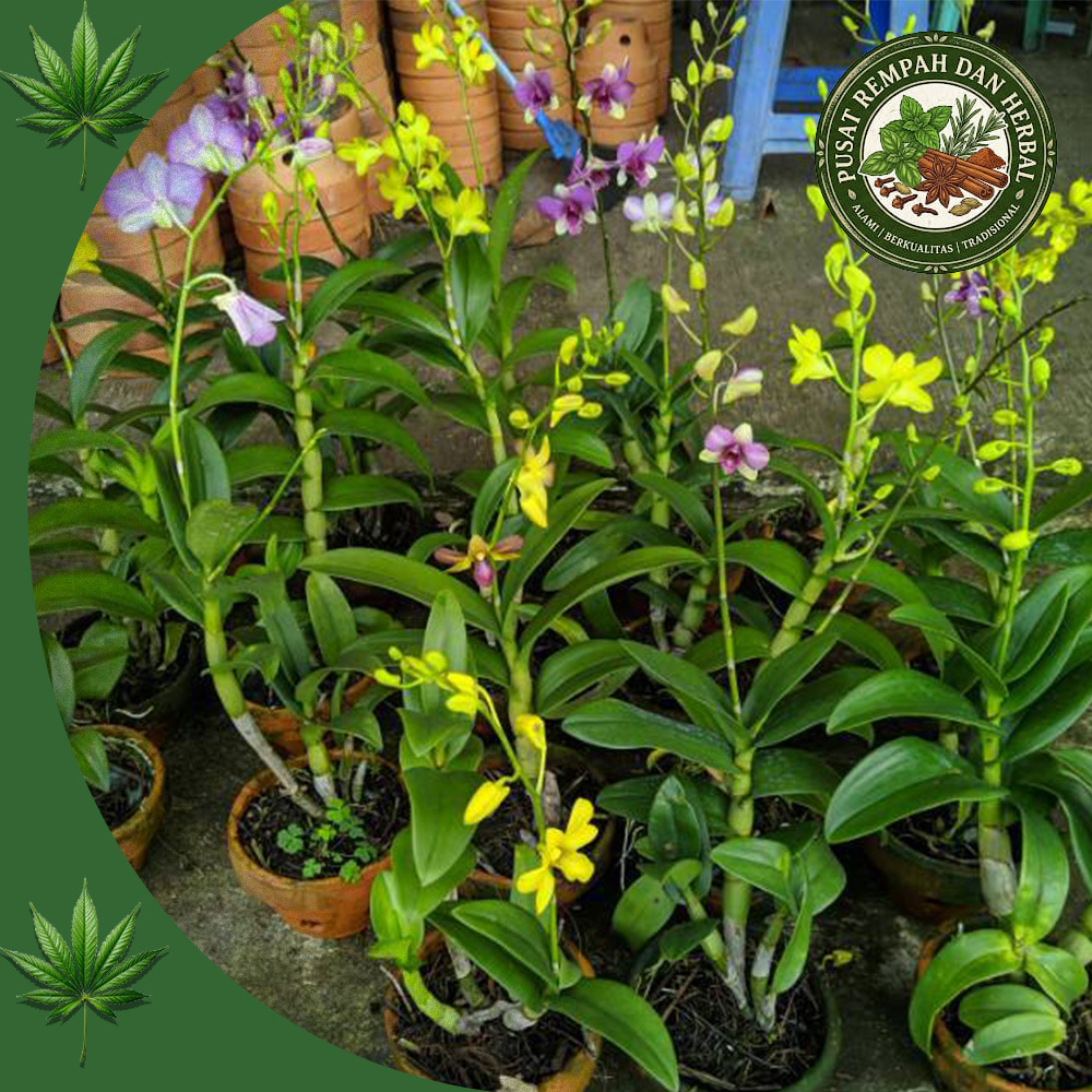 Anggrek Dendrobium Nobile Dewasa