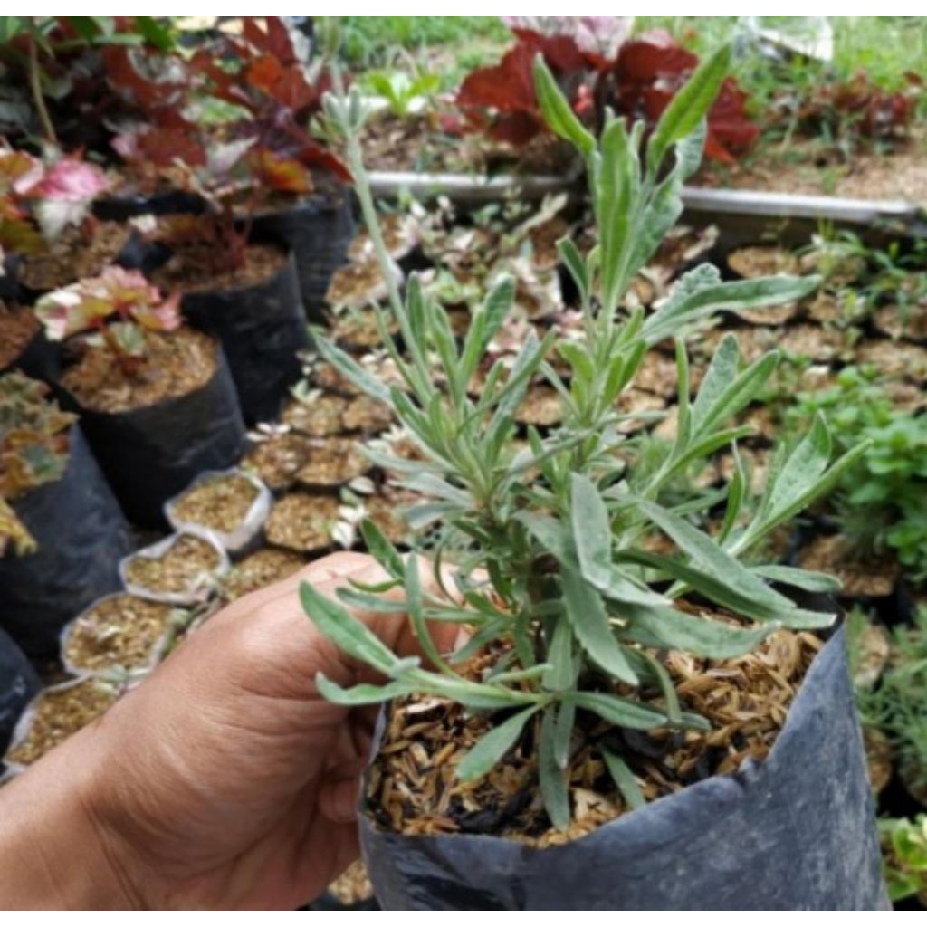 Tanaman hias Lavender/Pohon Tanaman Hias Lavender