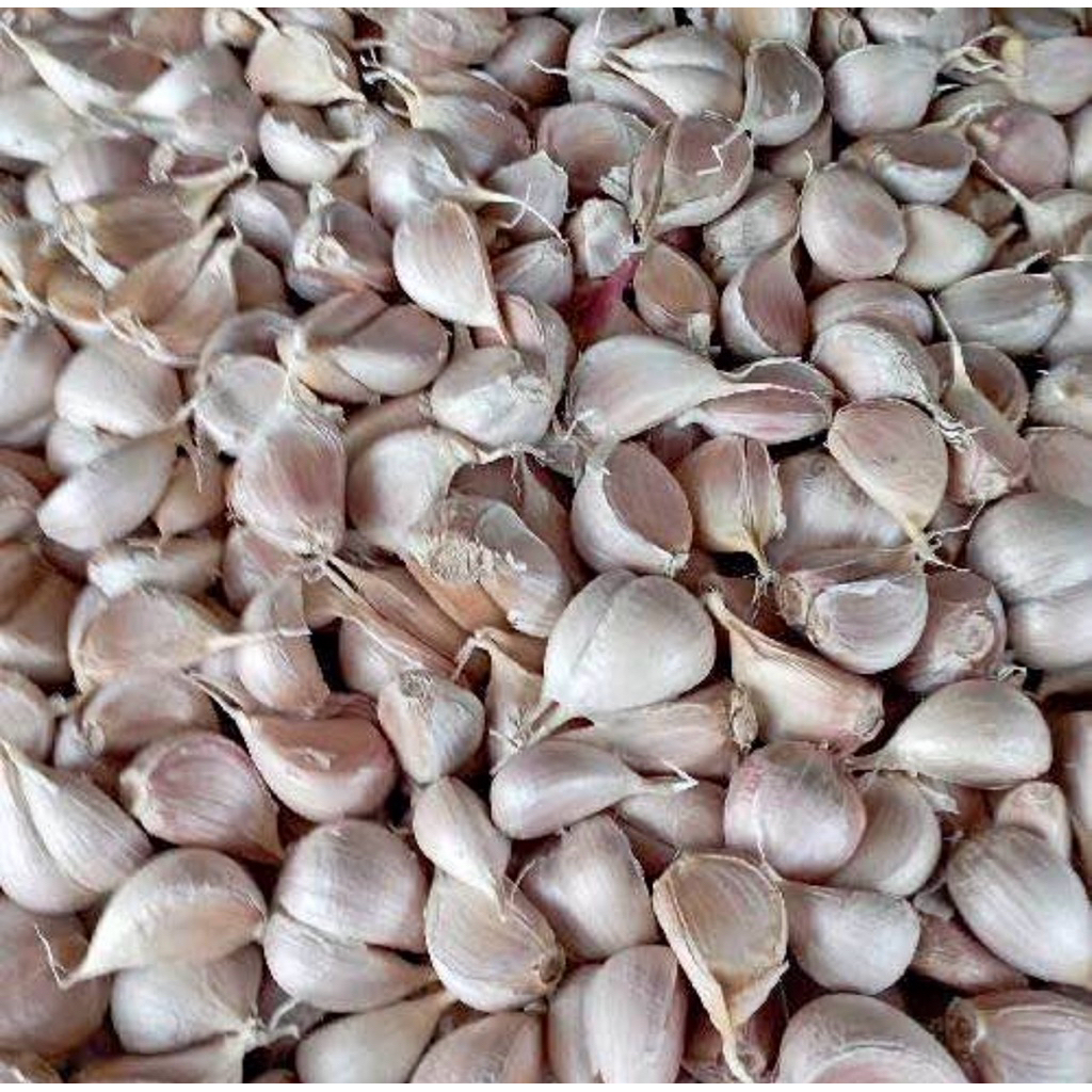 Bawang Putih Kating Super Segar 1 kg/Grosir bawang putih kating