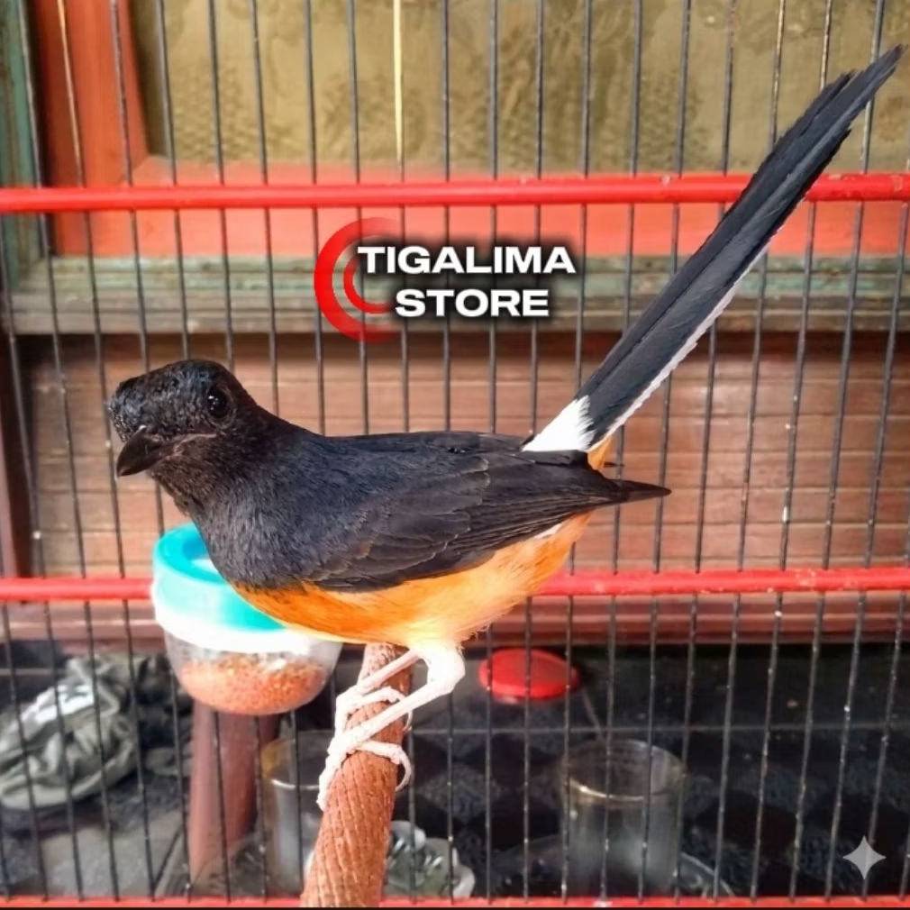 MURAI MEDAN BETINA PILIHAN SIAPAN