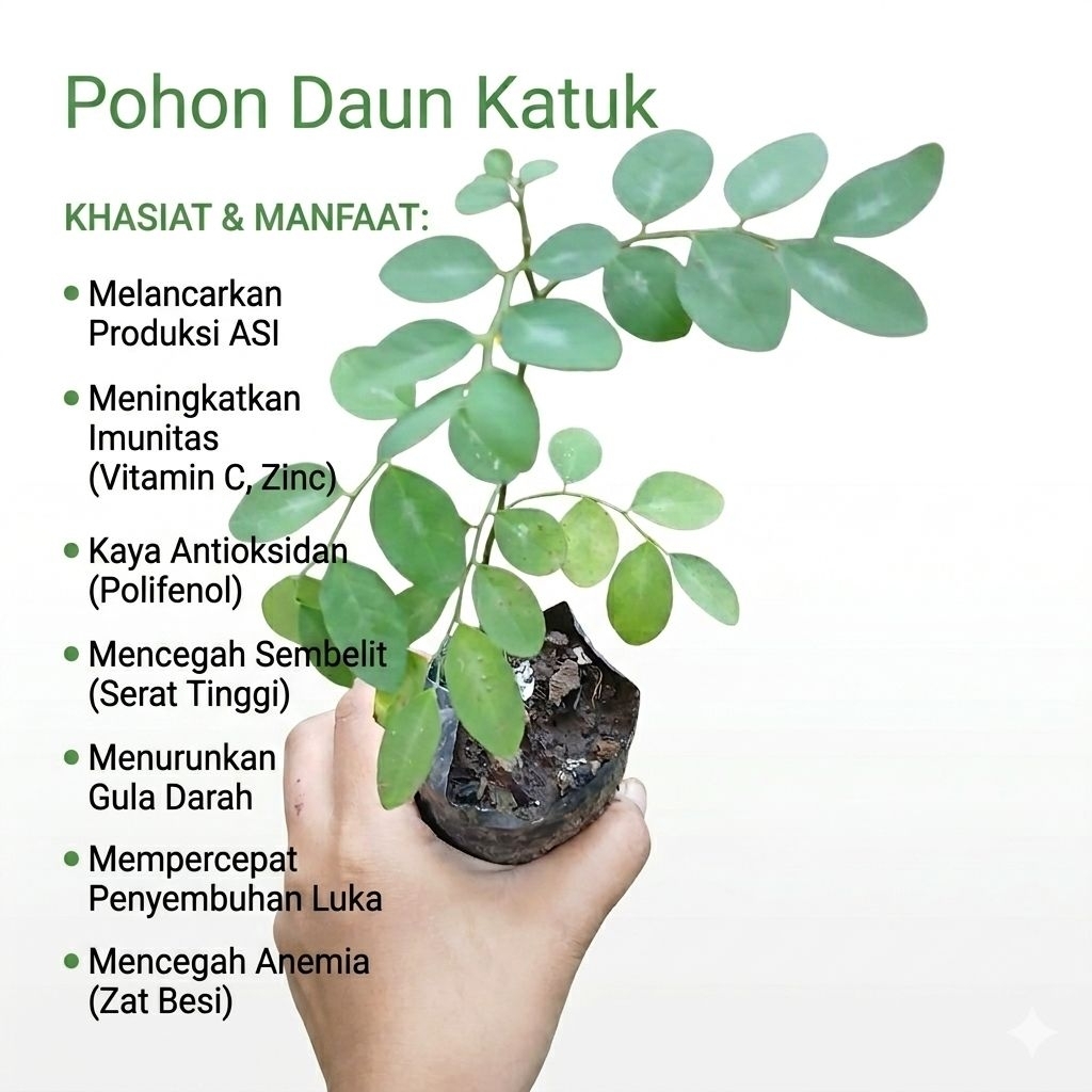 (hidup) 2x bibit Tanaman Daun Katuk di polybag bibit hidup katuk