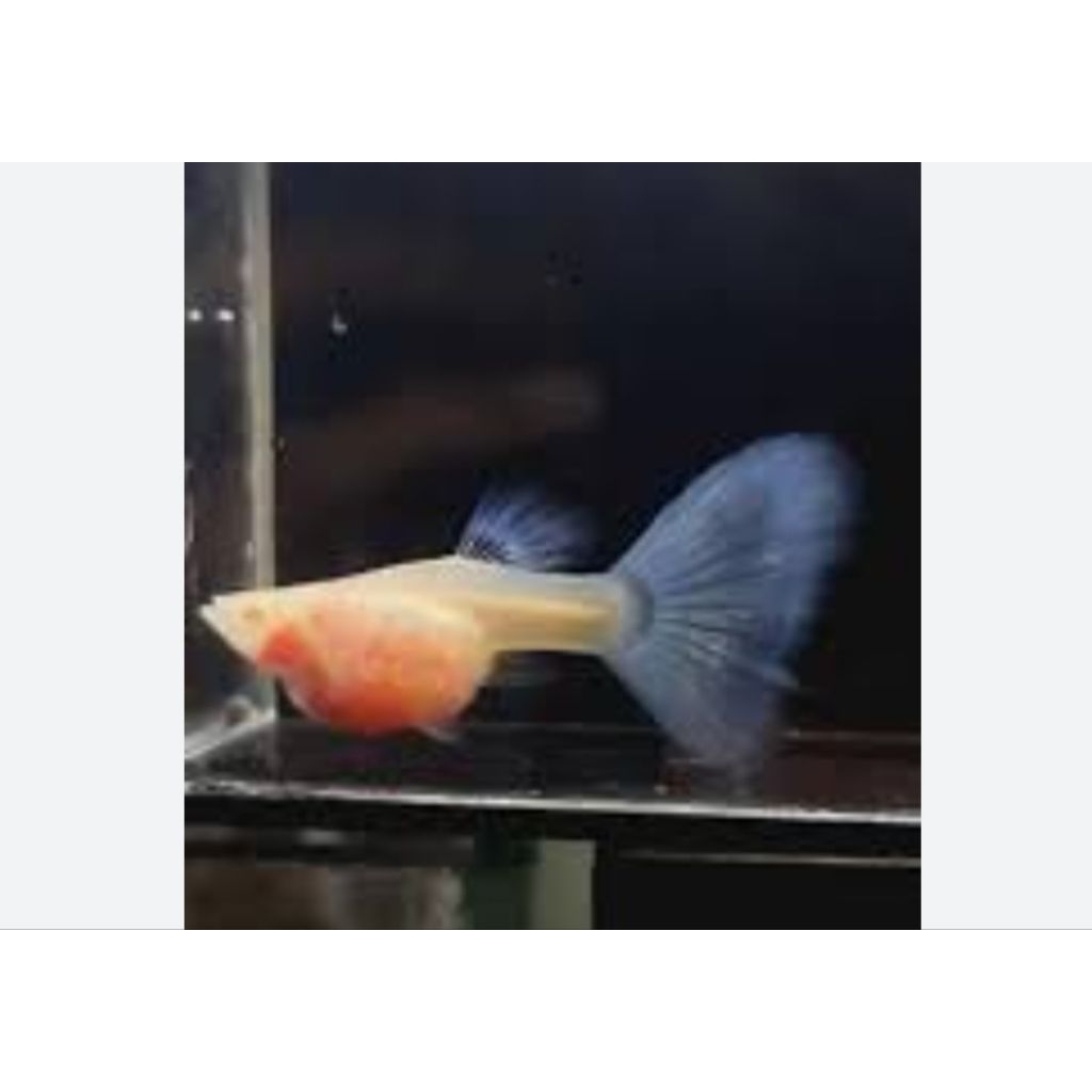 (Hiasan Aquarium)Guppy Albino Glass Belly Sky Blue