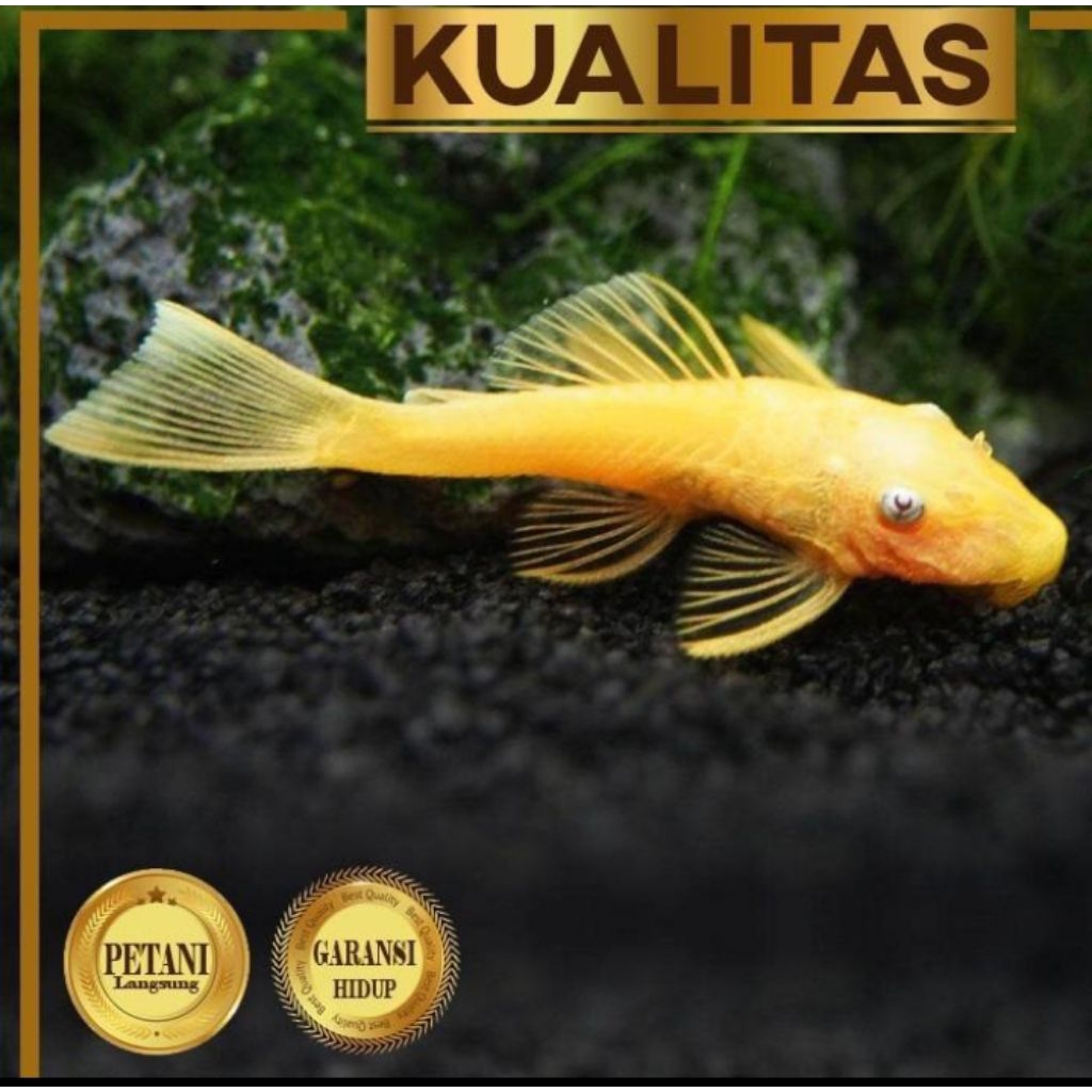 10 Ekor Pleco Albino Ikan Hias Aquarium